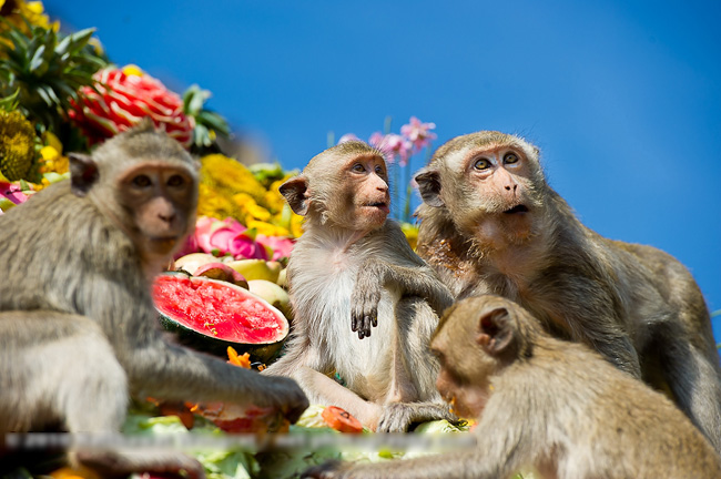 Người dân Thái Lan tin rằng cho khỉ thức ăn sẽ đem đến may mắn cho họ.